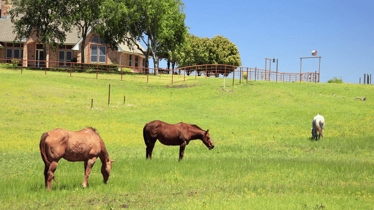 Find Your Dream Home in Kaufman County Will Ann Terranova